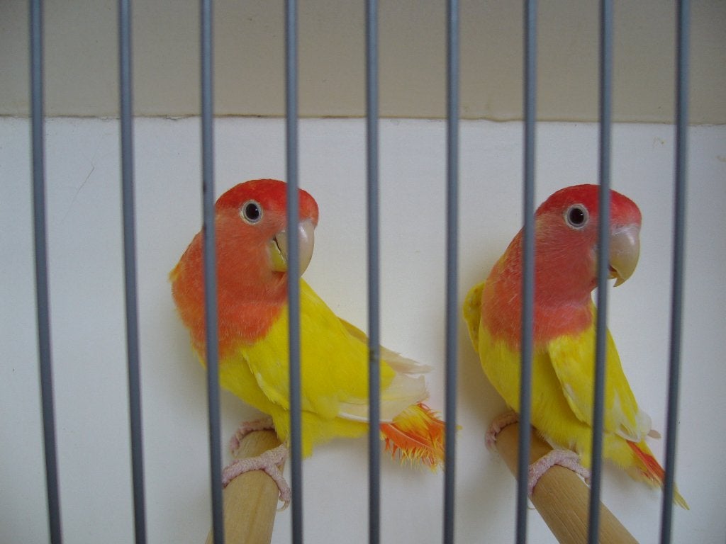 Opaline lutino, Dieren en Toebehoren, Vrouwelijk, Dwergpapegaai of Agapornis, Geringd
