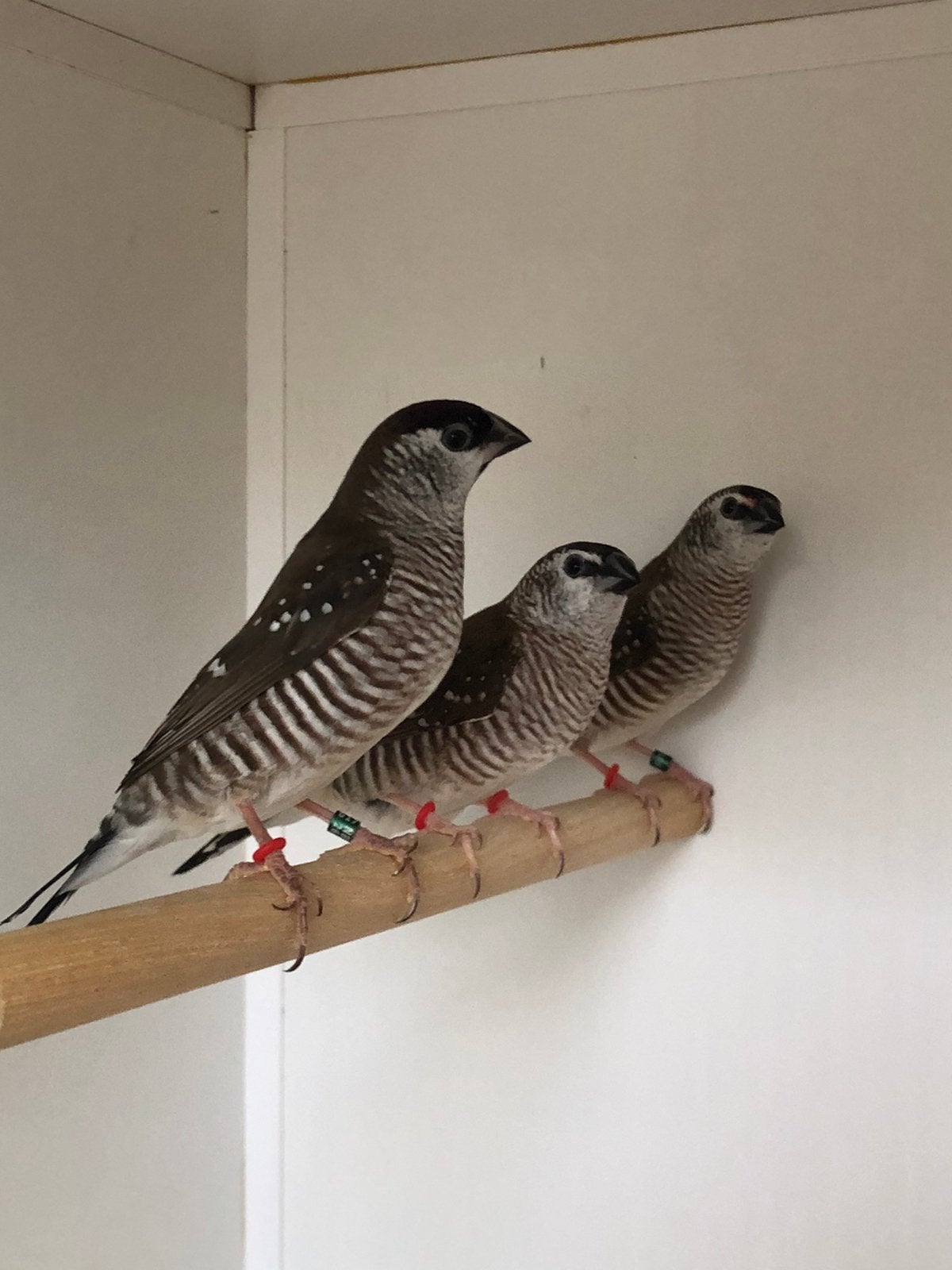 1x1 ceresamadine, Dieren en Toebehoren, Vogels | Overige Vogels, Meerdere dieren