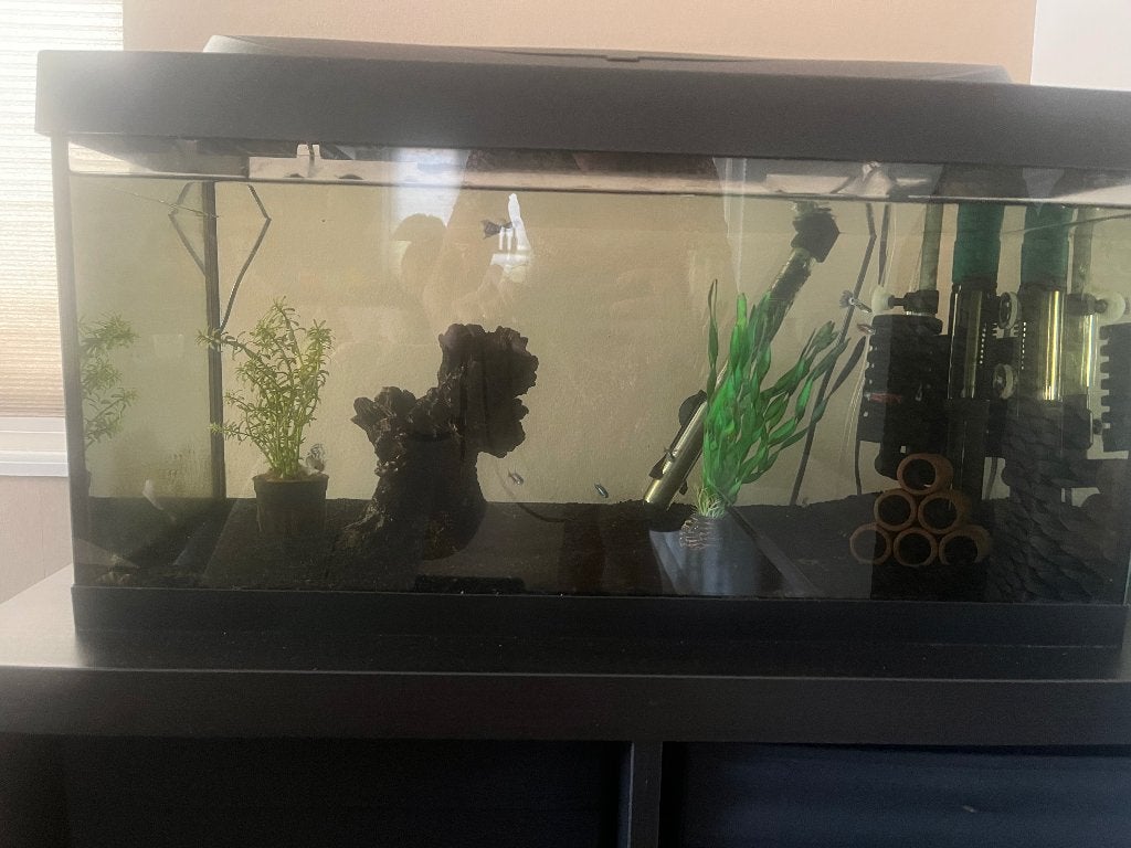 Aquarium, Dieren en Toebehoren, Vissen | Aquaria en Toebehoren, Ophalen, Inclusief vissen, Zo goed als nieuw, Gevuld zoetwateraquarium