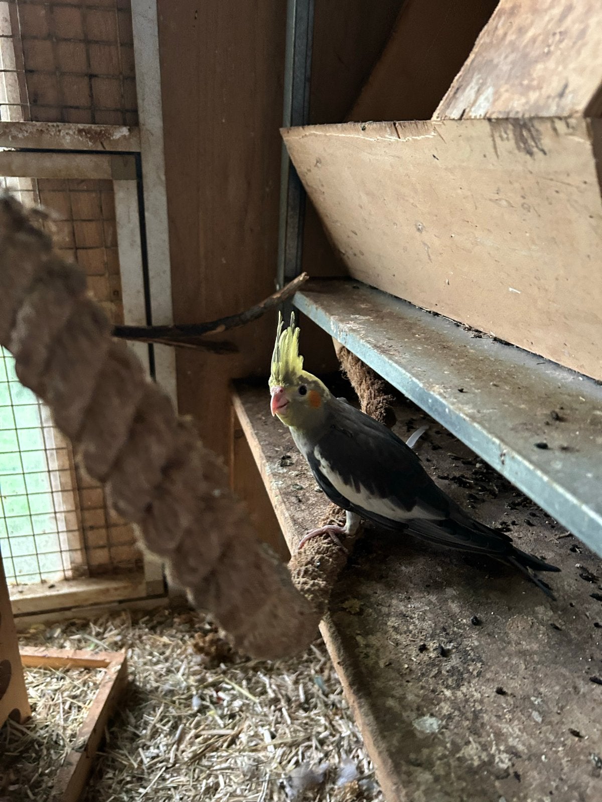 Jonge valkparkieten, Meerdere dieren, Parkiet