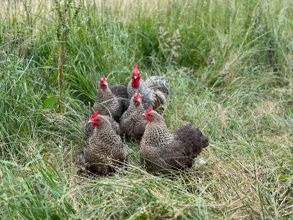 Jonge tamme Cochin kriel koekoek patrijs gesekst en ingeënt, Dieren en Toebehoren, Pluimvee, Vrouwelijk, Kip