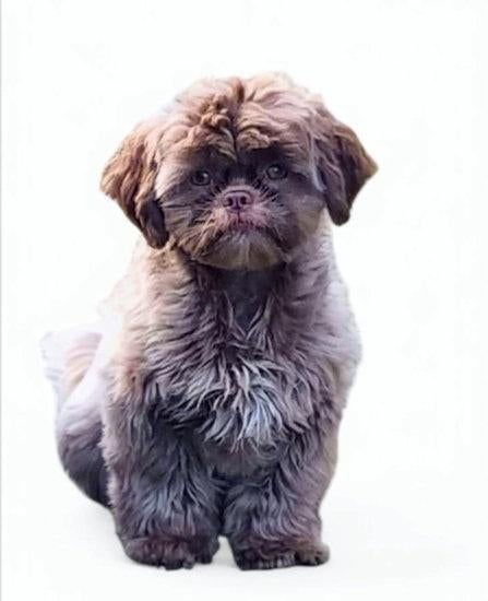 Shih Tzu teefje, Parvo, Overige rassen, Teef, Meerdere