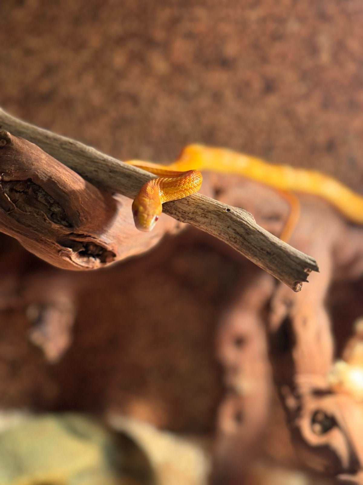 Een korenslang 3 jaar oud met terrarium Corn Snake photo 5