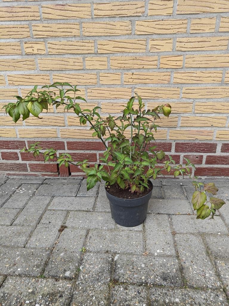 Leycesteria Formosa, (Fazanten bes), Tuin en Terras, Planten | Tuinplanten, Volle zon, Vaste plant, Zomer, Ophalen