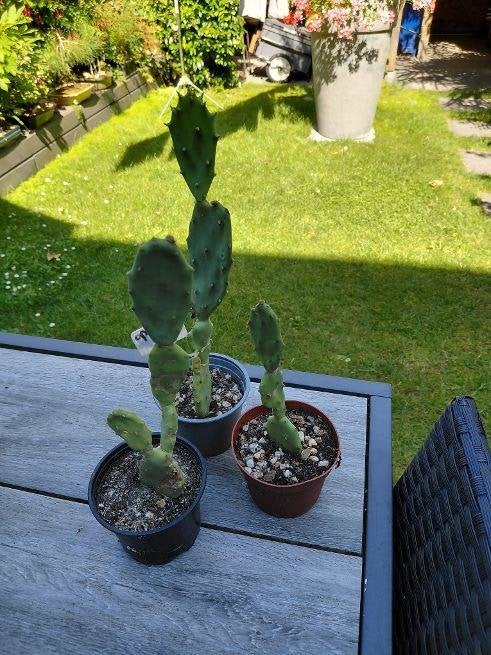 Opuntia Vulgaris, Ophalen of Verzenden, Minder dan 100 cm, Volle zon, In pot