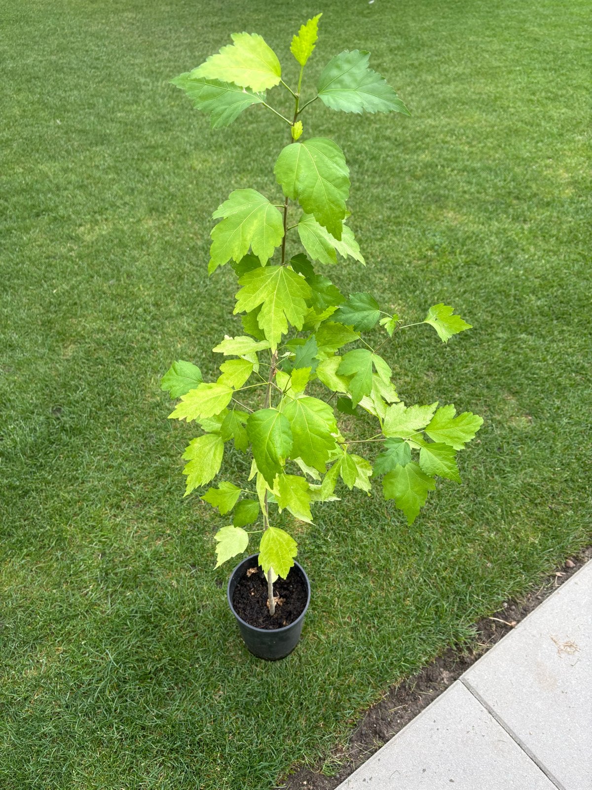 Hibiscus plant - prachtige bloeier voor uw tuin, Volle zon, Vaste plant, Zomer, Ophalen