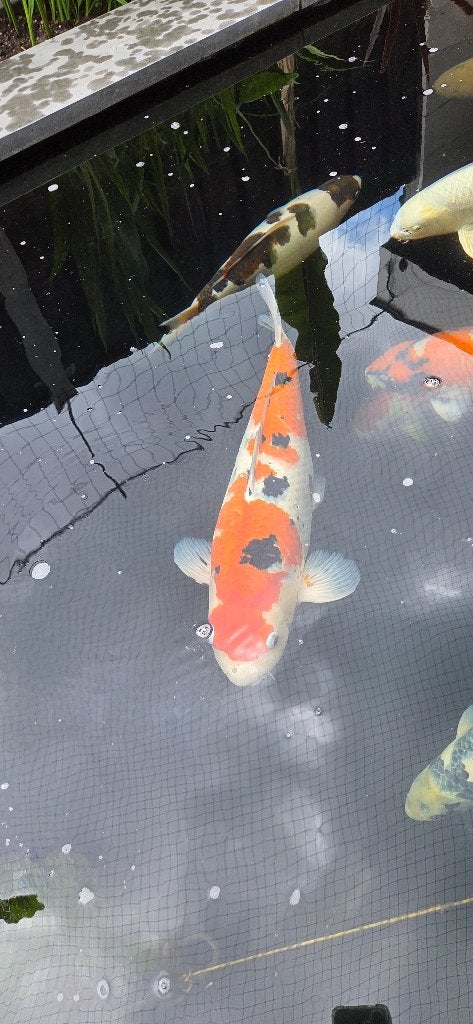 Sanke Koi te koop, Dieren en Toebehoren, Karper of Koi