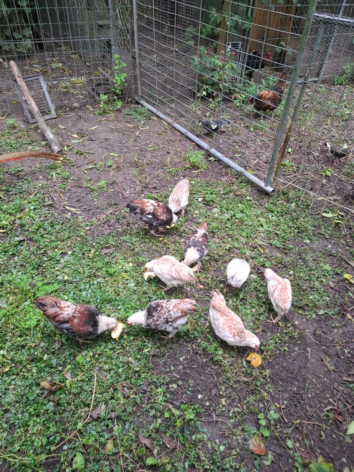 faverolle kippen kriel, Dieren en Toebehoren, Meerdere dieren, Kip