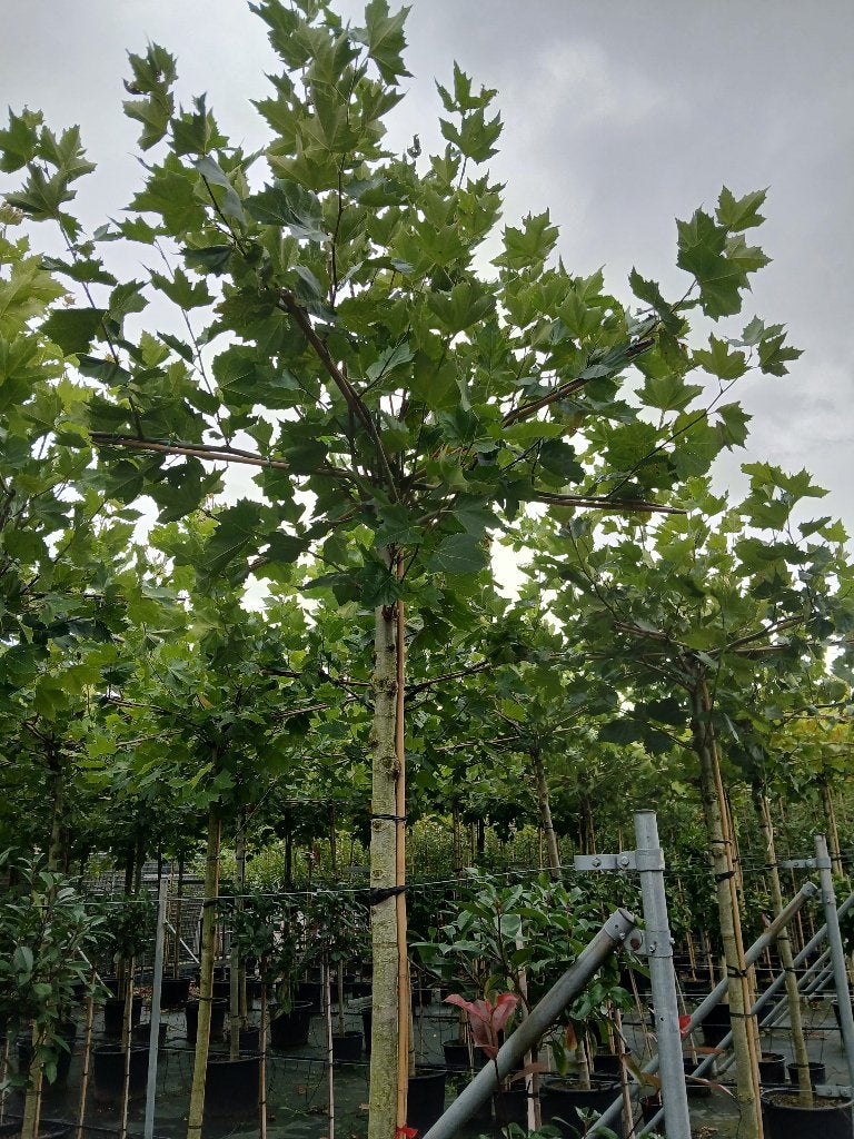 dakplantaan, Tuin en Terras, Dakboom, 250 tot 400 cm, Ophalen, Volle zon