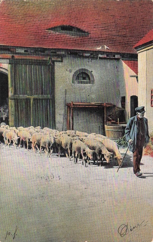 703-020-045 Schapen, Ophalen of Verzenden, Voor 1920, Sterren en Beroemdheden