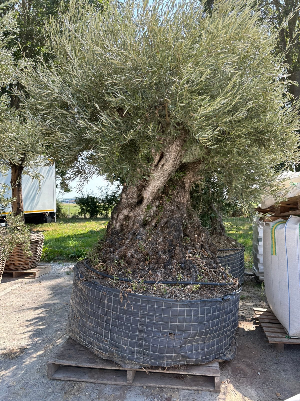 Grote olijf bomen 350 jaar oud vanaf 3500ex, Tuin en Terras, Planten | Bomen, Overige soorten, 100 tot 250 cm, Zomer, Ophalen