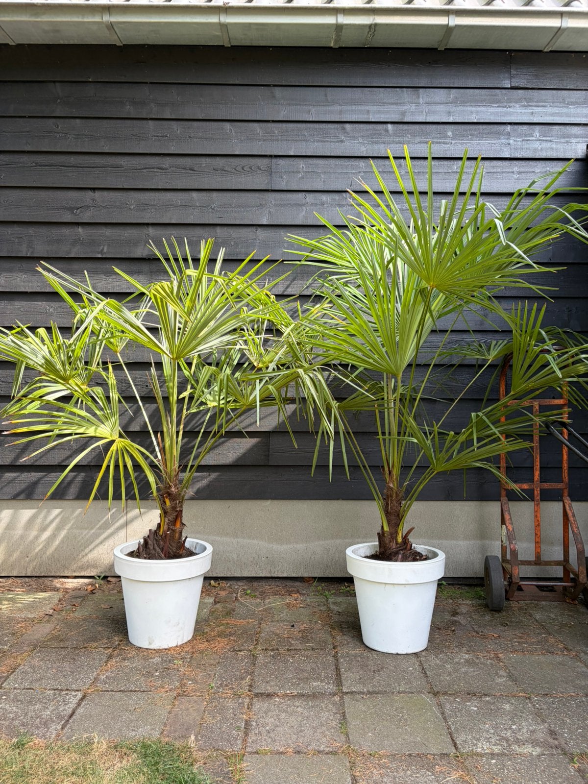 Trachycarpus Fortunei winterharde palmboom, 100 tot 250 cm, Zomer, Palmboom, Ophalen