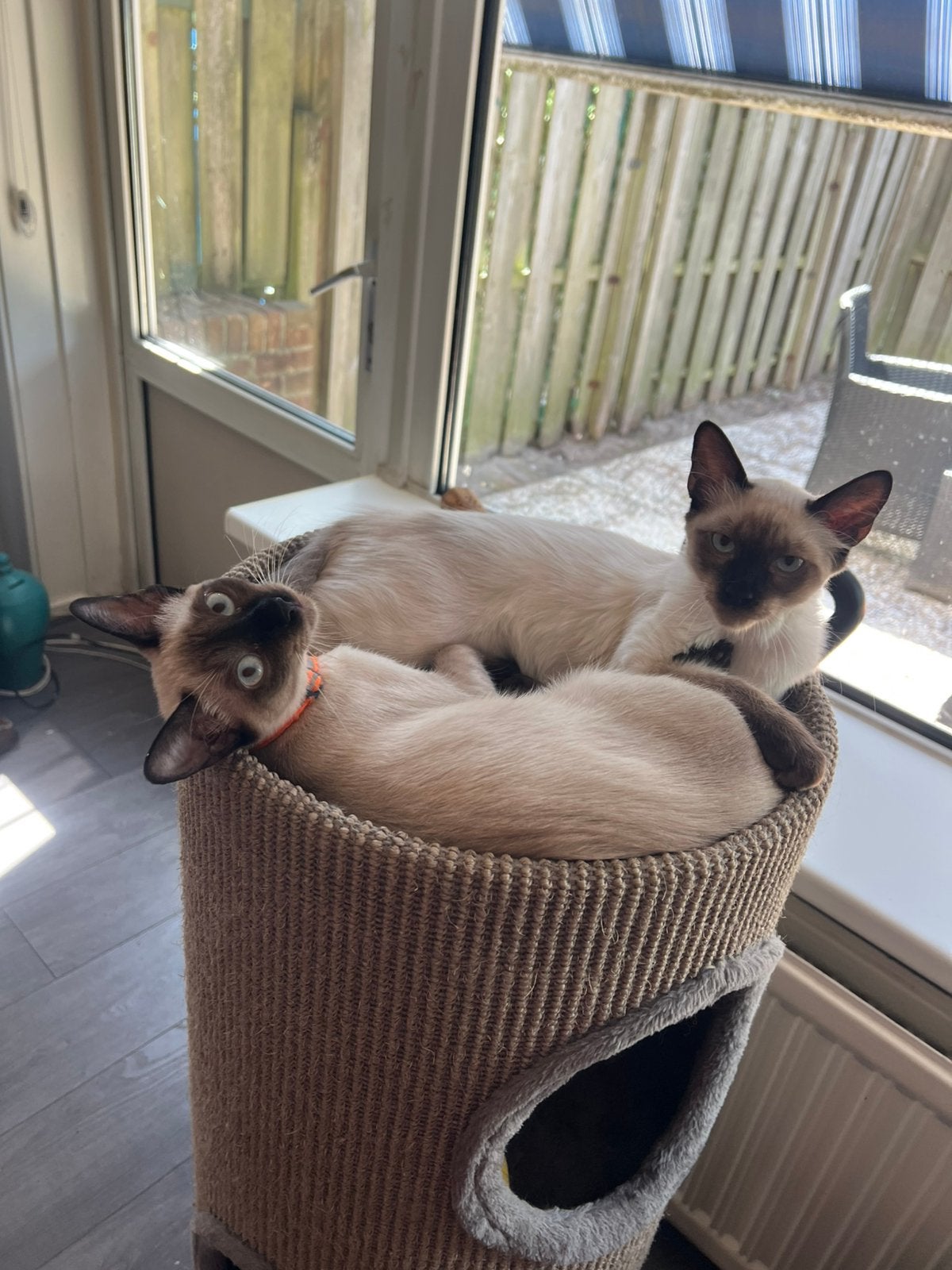 Siamese kittens | 100 procent ras zuiver., Meerdere dieren, Kortharig, 0 tot 2 jaar