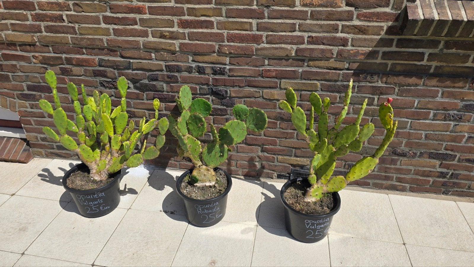 Opuntia Robusta en Vulgaris te koop, Ophalen, Overige soorten, Volle zon