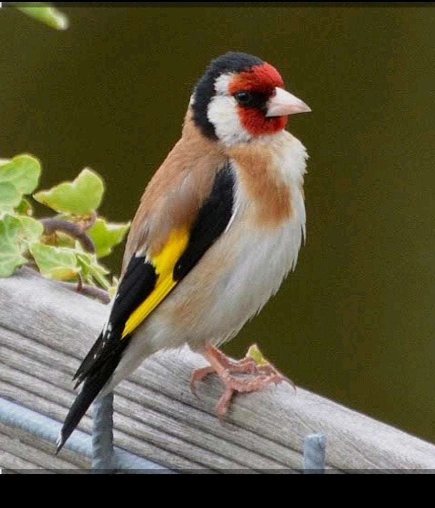 Europese putter man, Dieren en Toebehoren, Vogels | Overige Vogels, Mannelijk, Wildzangvogel