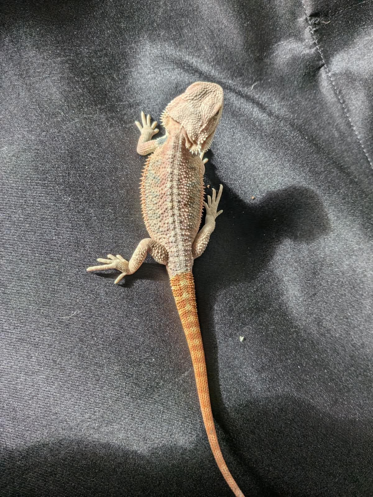 Baardagaam ( Pagona Vitticeps ) Bearded Dragon photo 13