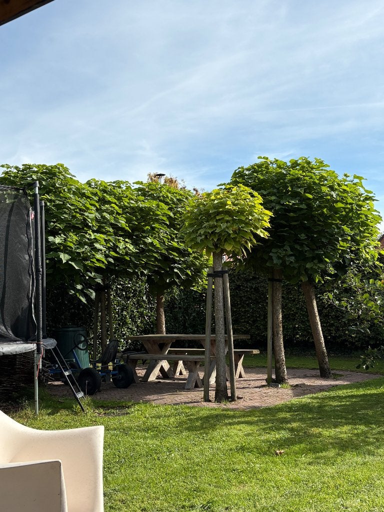 Catalpa 6x, Tuin en Terras, 100 tot 250 cm, Zomer, Ophalen, Volle zon