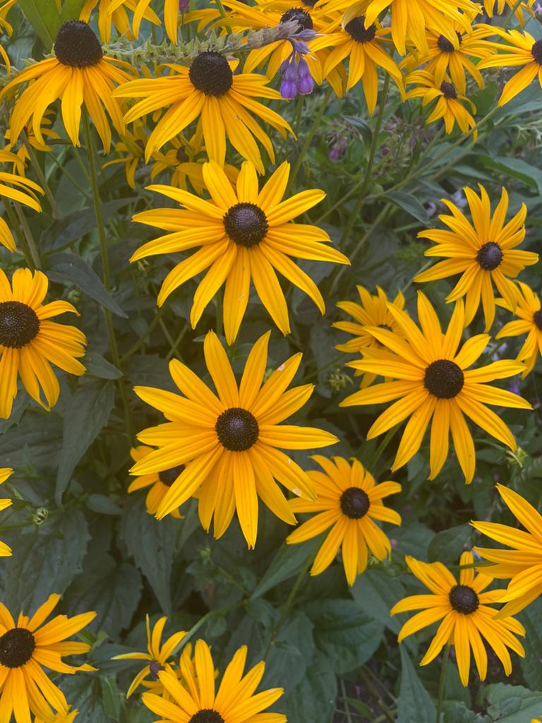 Zonnehoed geel, rudbeckia, vlinderlokker, Ophalen, Overige soorten, Volle zon