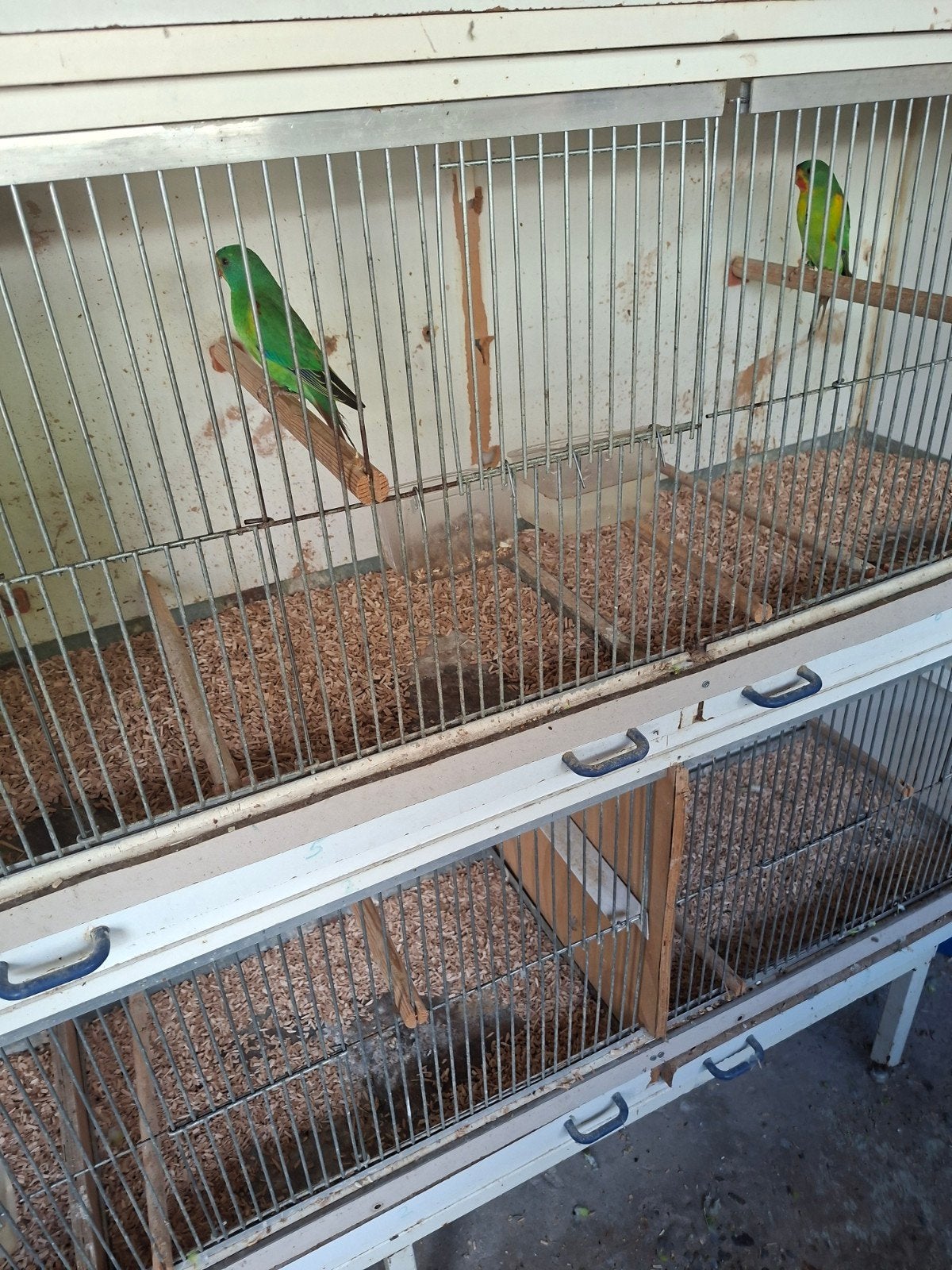 te koop twee koppels Swift parkieten, Meerdere dieren, Parkiet