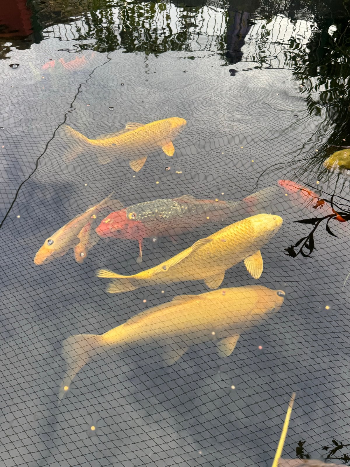 Kois en doktervissen, Dieren en Toebehoren, Karper of Koi