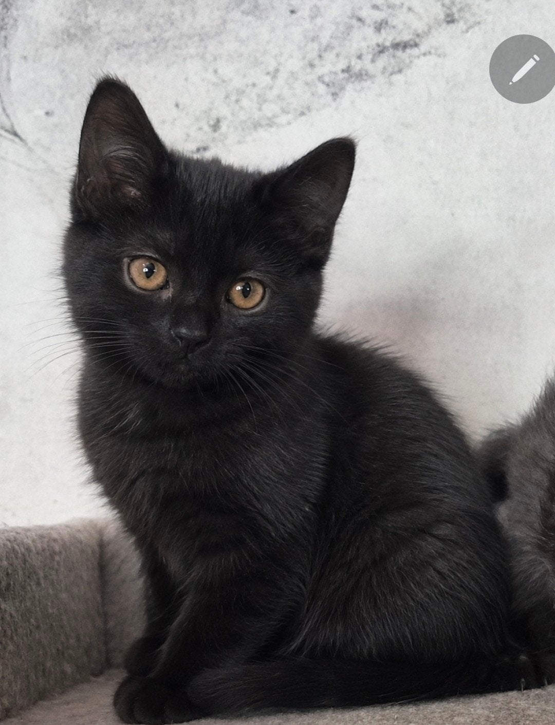 Laatste zwarte poesje kruising Briitse korthaar, Poes, Gechipt, 0 tot 2 jaar
