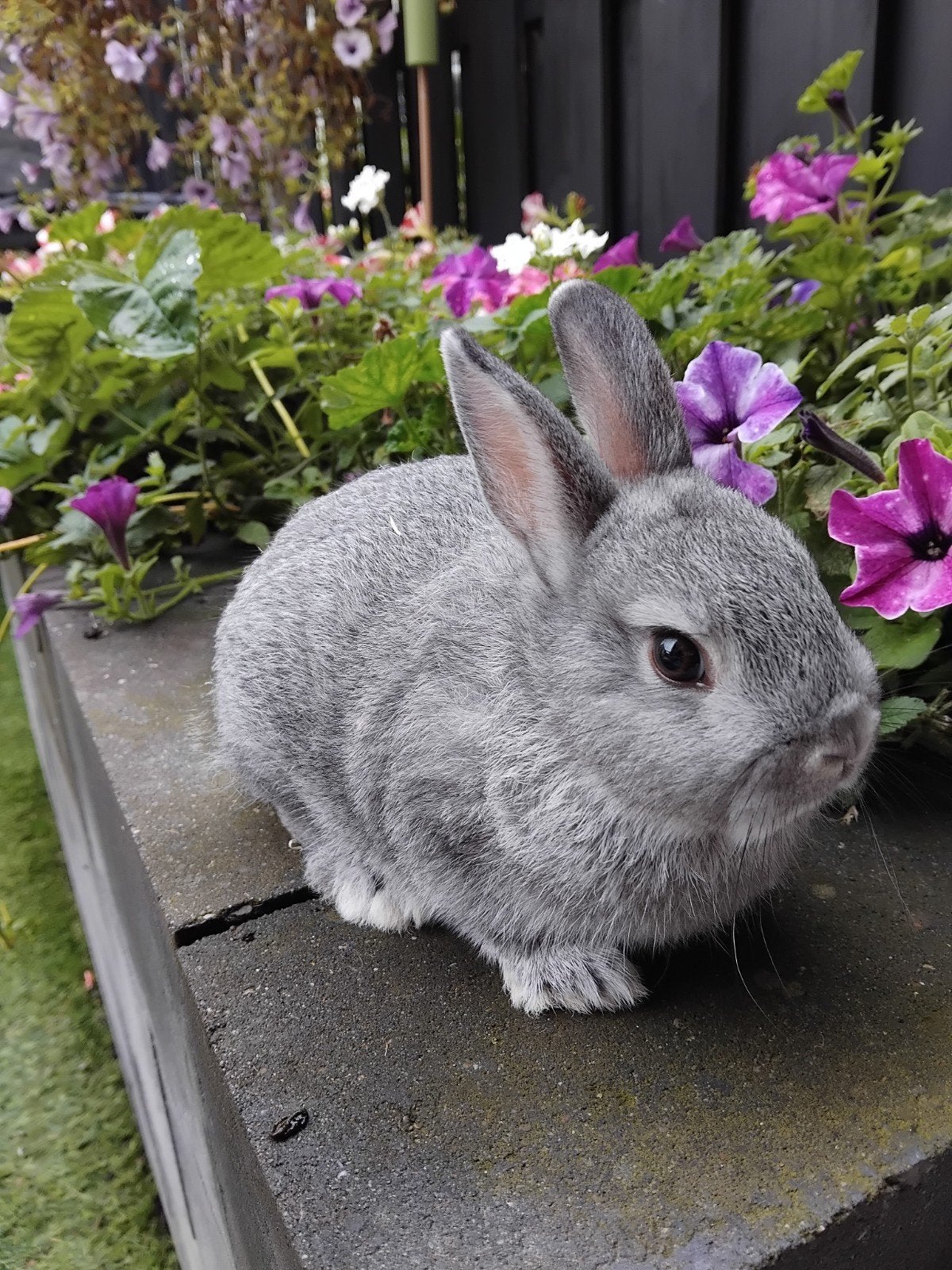 kleurdwerg chinchilla rammetje, Dieren en Toebehoren, Mannelijk, Dwerg