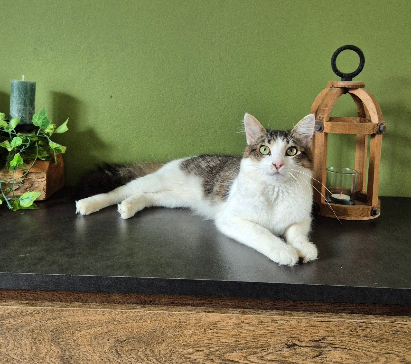 Leuke lieve energieke kater van net 1 jaar., Kater, 0 tot 2 jaar