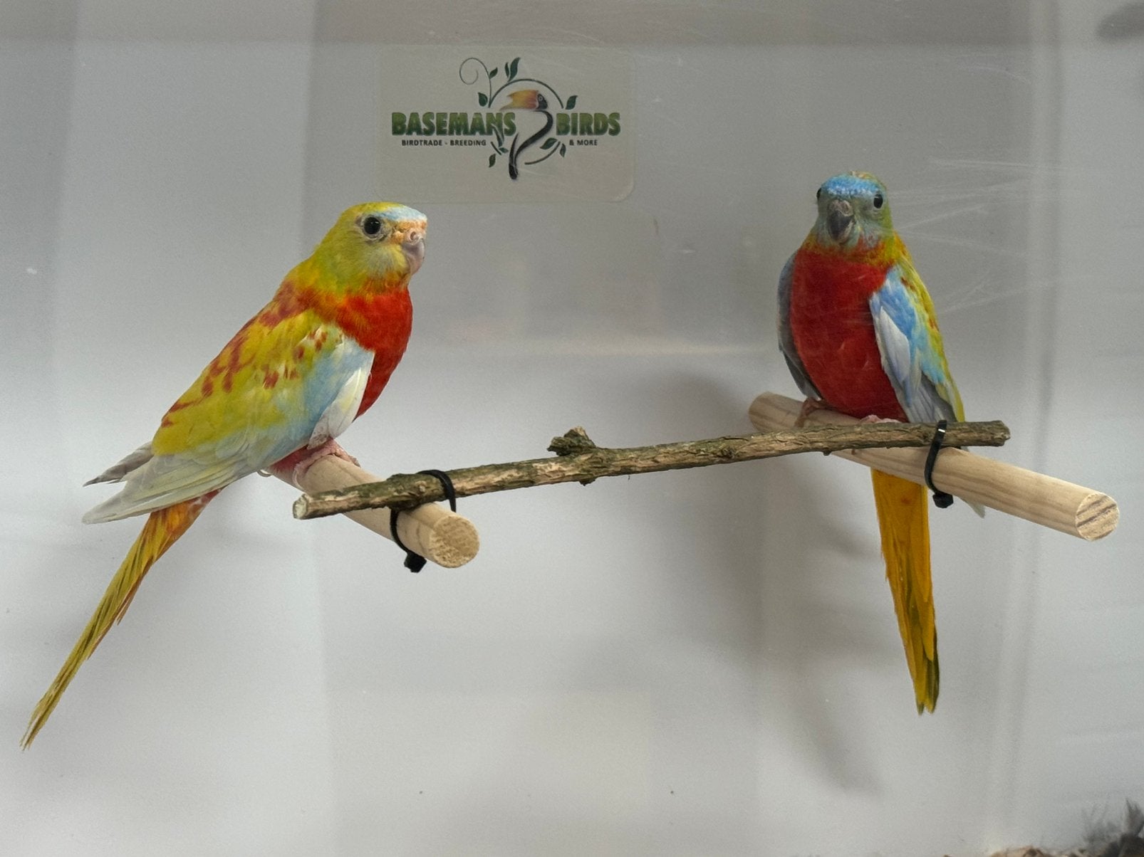 Dilute roodbuik opaline turquoisine parkiet, Meerdere dieren, Parkiet, Geringd