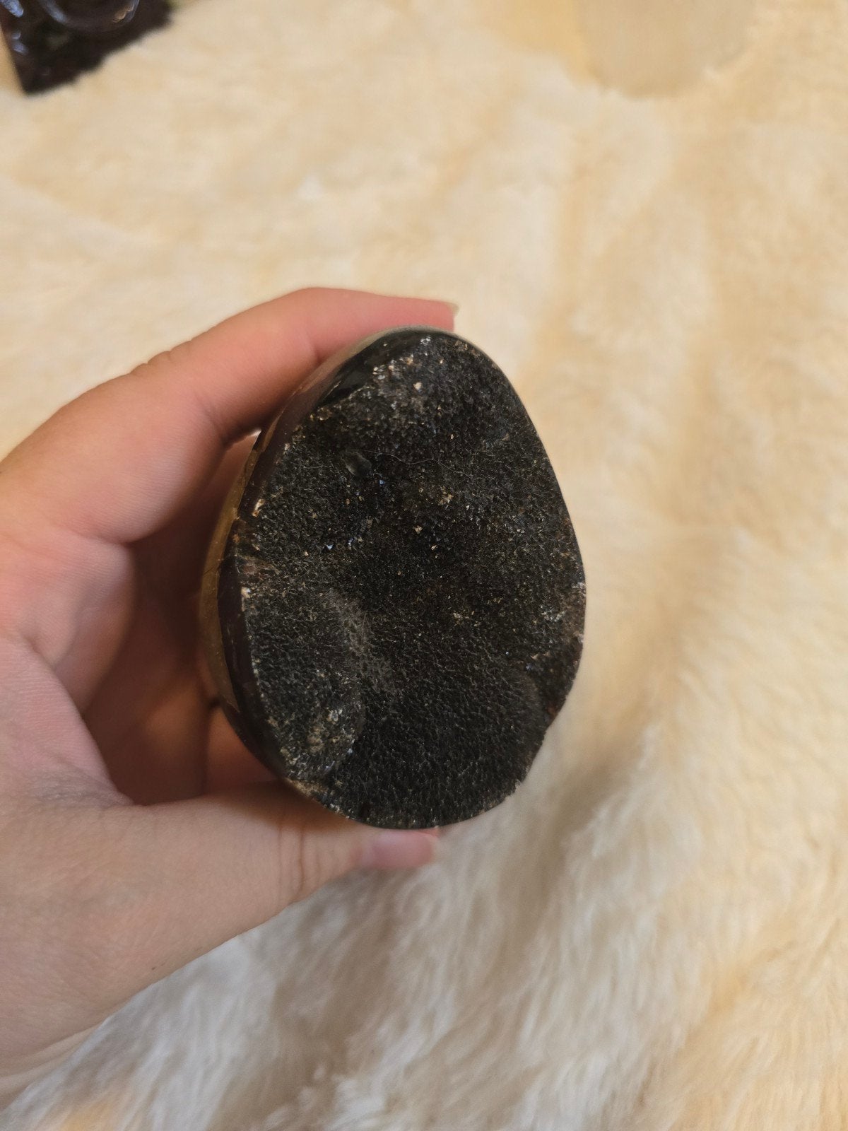 Septarie ei, Ophalen of Verzenden