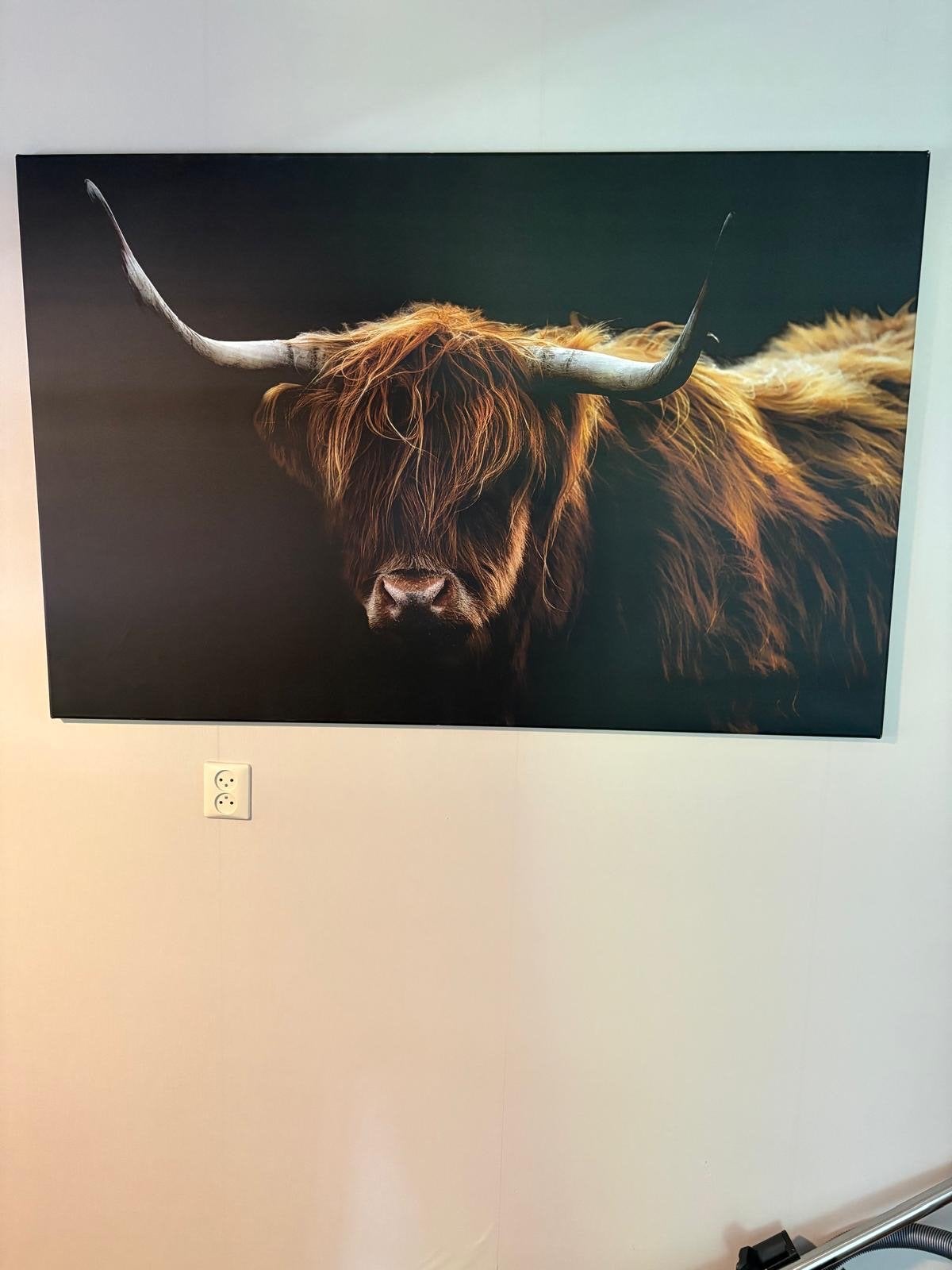 Canvas Schotse Hooglander 140x90 cm, Ophalen, 125 cm of meer, 75 cm of meer, Print