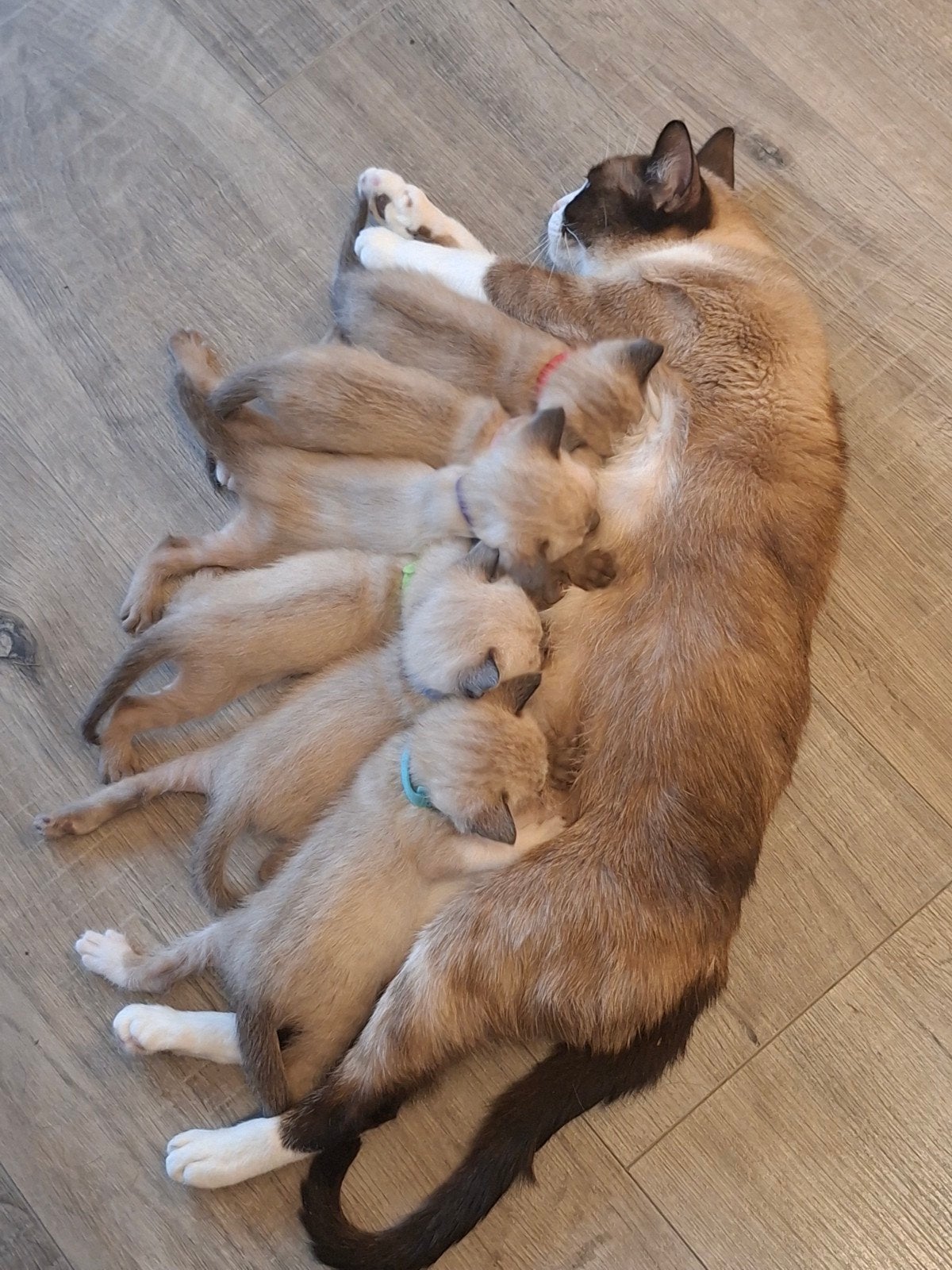 siamese kittens, Meerdere dieren, Ontwormd, 0 tot 2 jaar