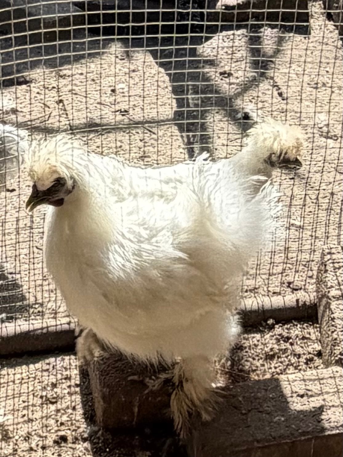 Zijdehoenders ( koppel), Dieren en Toebehoren, Meerdere dieren, Kip