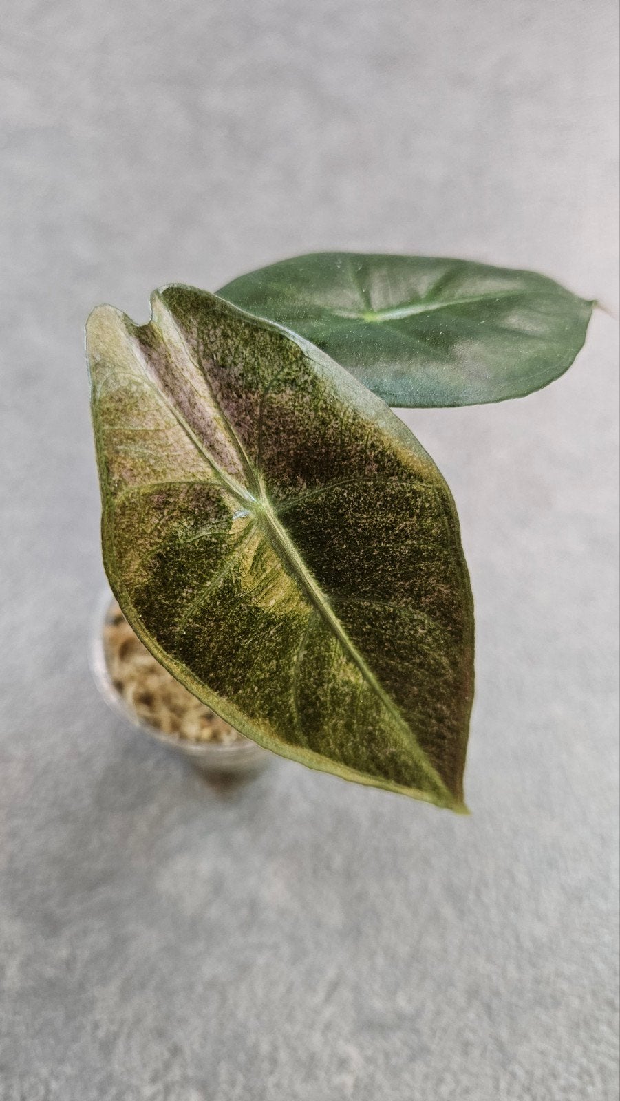 Alocasia Pink Dragon Stardust Variegata, Ophalen of Verzenden, Halfschaduw, Minder dan 100 cm
