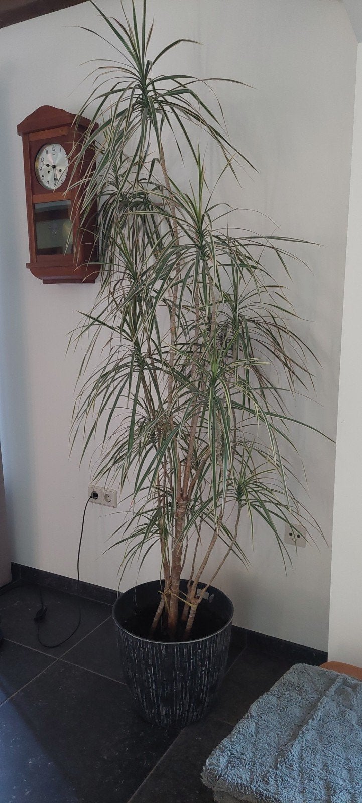 Dracaena Marginata Bicolor (Drakenboomplant), Ophalen, Overige soorten, Halfschaduw, 200 cm of meer
