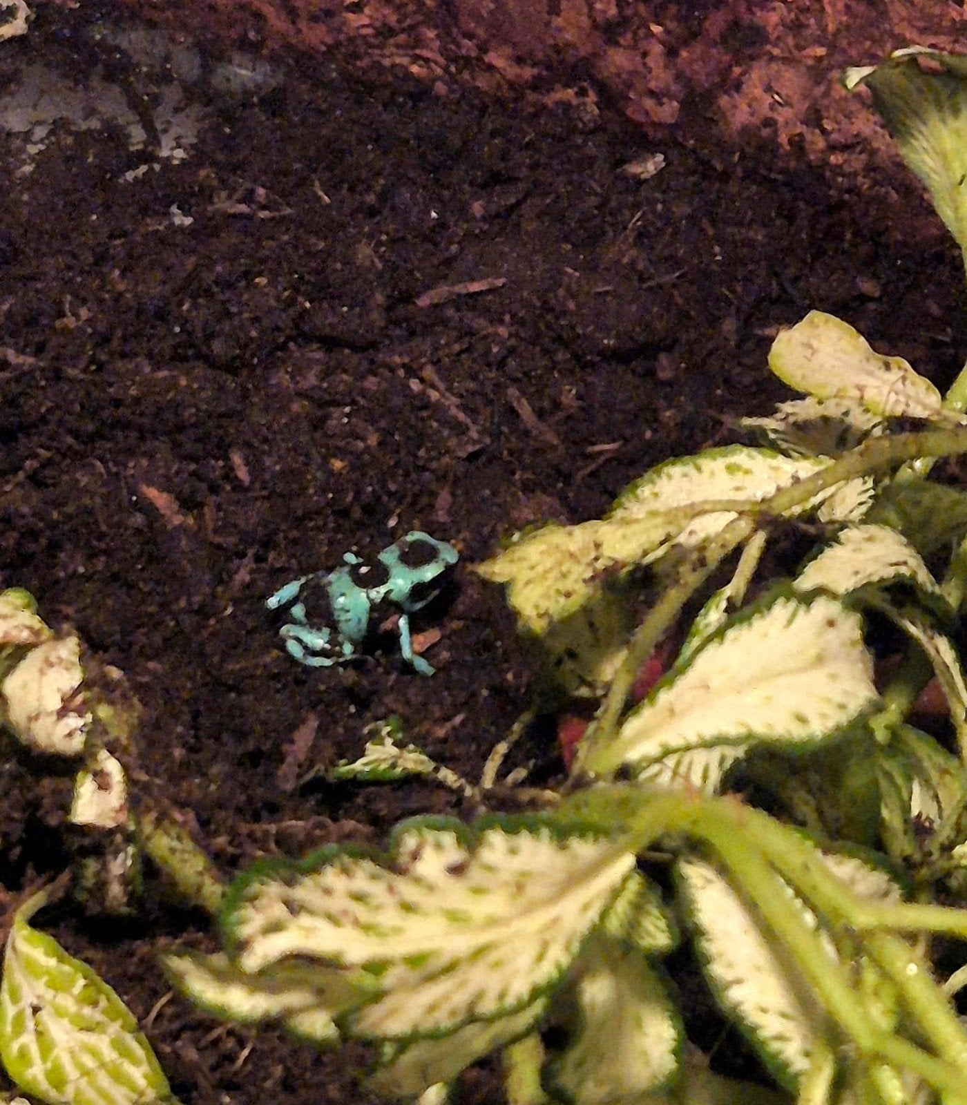 dendrobates Frog photo 3