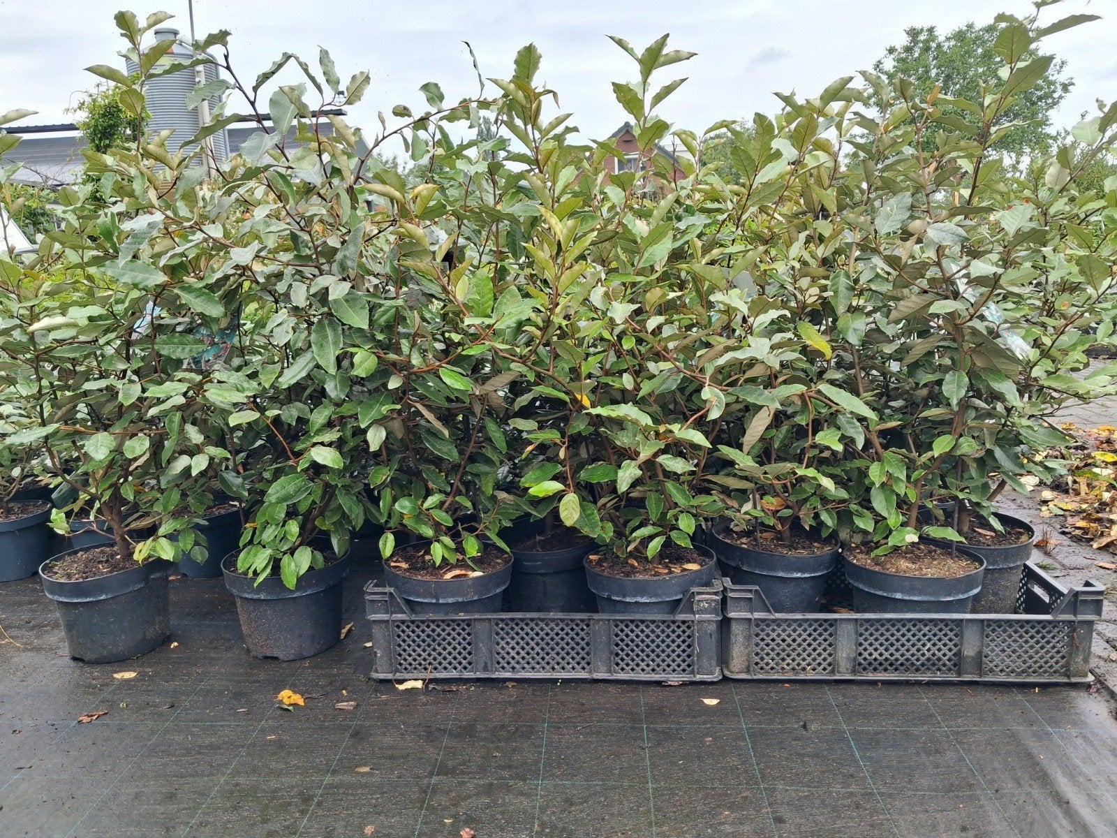 Elaeagnus Ebbingei - Groenblijvende Olijfwilg 60-80 cm, Ophalen of Verzenden, Laurier, Struik, Minder dan 100 cm
