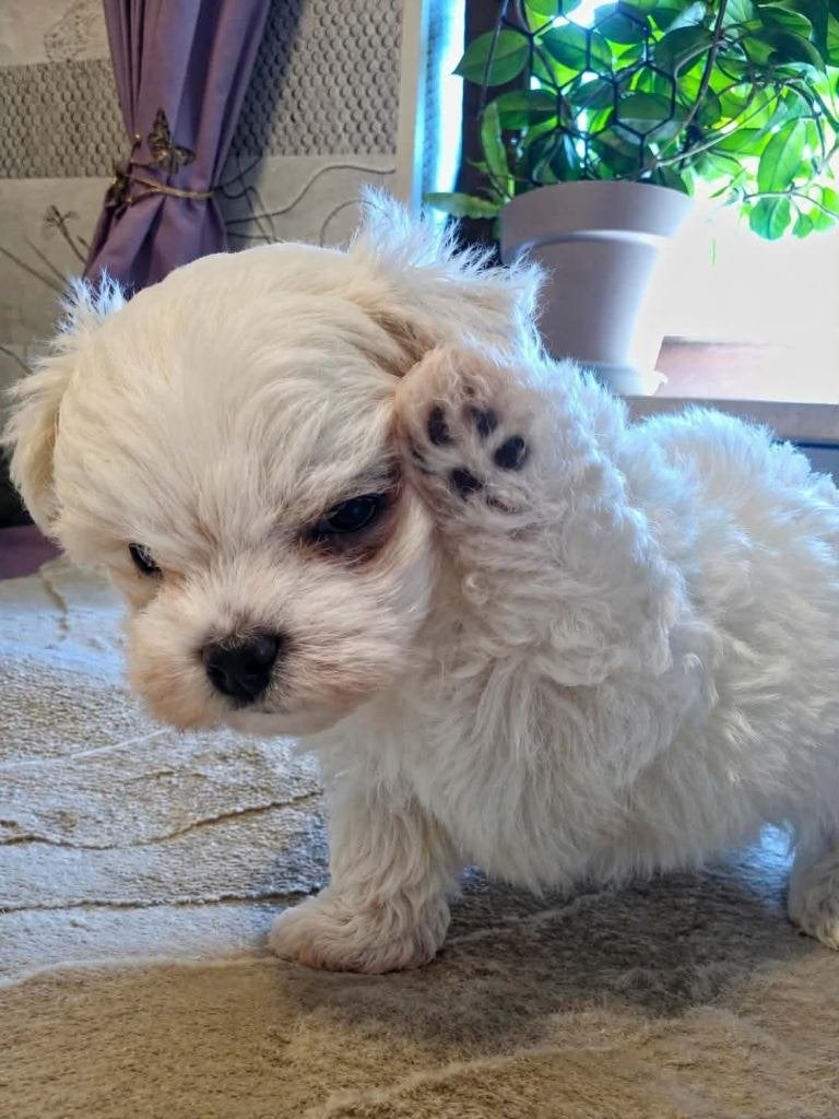 Malteser, Parvo, Maltezer, Reu, 8 tot 15 weken