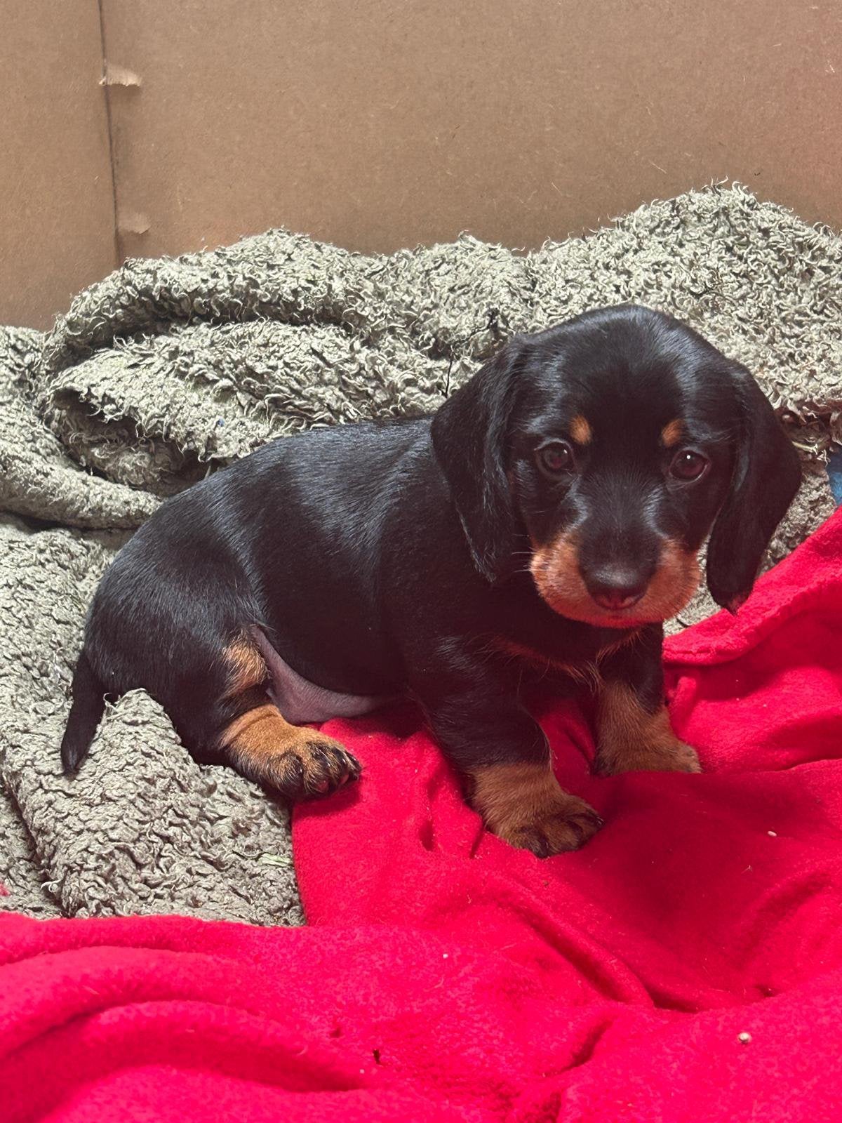 Teckel pups jacht standaard ruwhaar, Dieren en Toebehoren, Standaard, 8 tot 15 weken, Parvo, Meerdere dieren