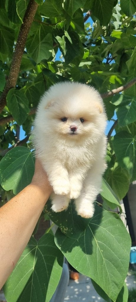 Pomeriaan pup, Particulier, Keeshond, 8 tot 15 weken, Buitenland