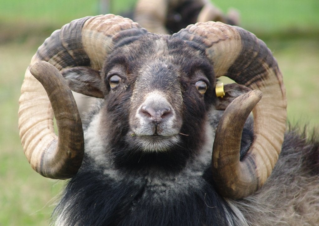 OUESSANT  rammen  GEZOCHT, Dieren en Toebehoren, Mannelijk, Schaap, 0 tot 2 jaar