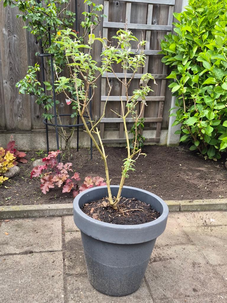 Vlinderstruik in pot., Tuin en Terras, Bloembakken en Plantenbakken, Ophalen, Kunststof, Gebruikt, Minder dan 30 cm
