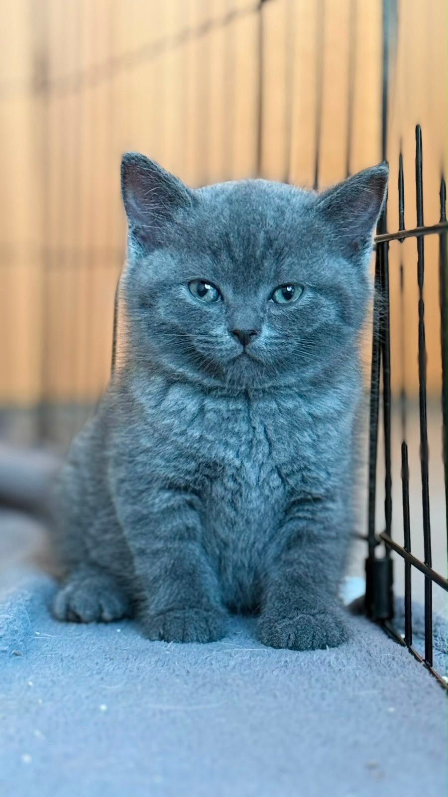 Britse Korthaar kittens zoeken hun gouden mandje in België, Meerdere dieren, 0 tot 2 jaar