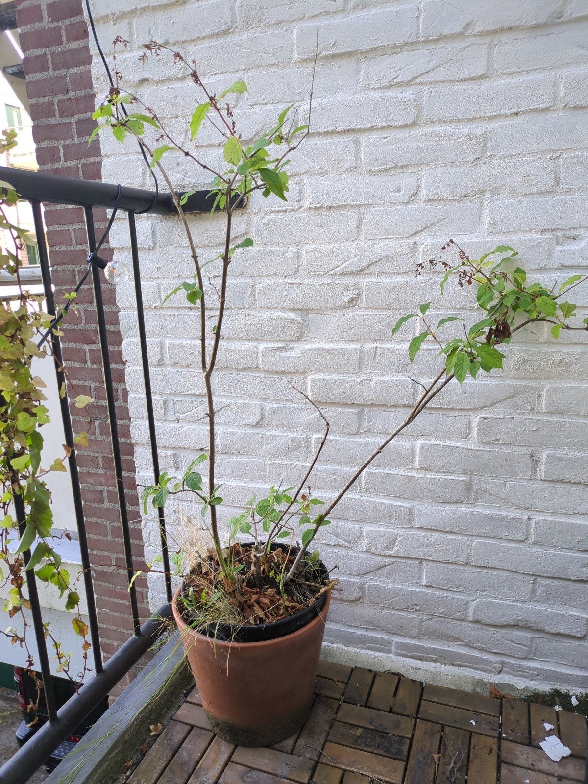 Kleine lila sering zoekt nieuwe plek, Tuin en Terras, Planten | Tuinplanten, Ophalen, Overige soorten, Halfschaduw