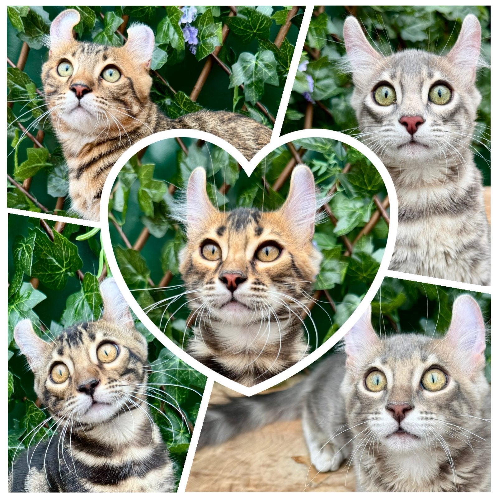 American curl kittens | fantastisch karskter | heel grappig, Dieren en Toebehoren, Meerdere dieren