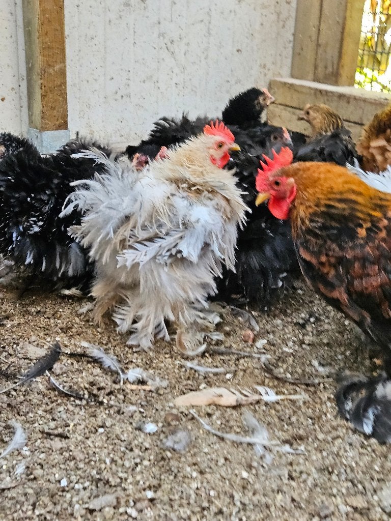 Cochin hanen en hennen 2026, Dieren en Toebehoren, Pluimvee, Meerdere dieren, Kip