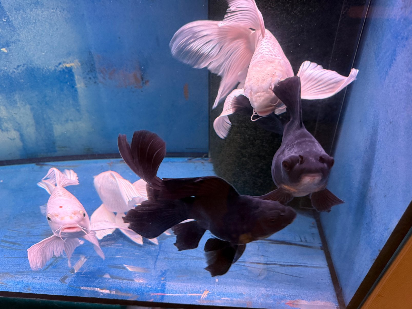 Hybrid buttetfly koi, Dieren en Toebehoren