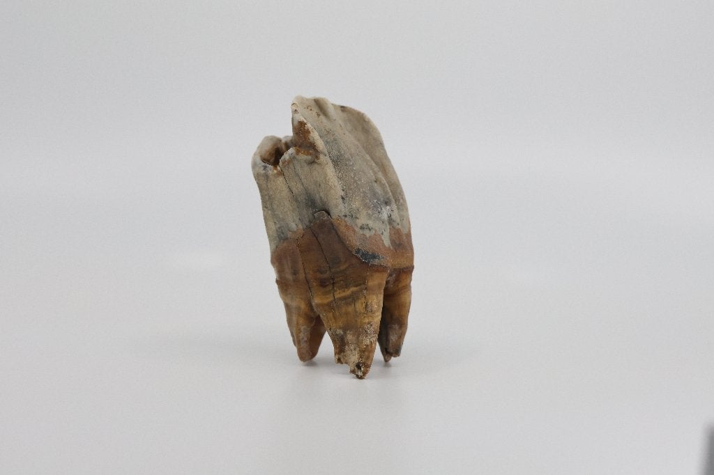Wolharige neushoorn fossiele kies, Ophalen of Verzenden, Fossiel