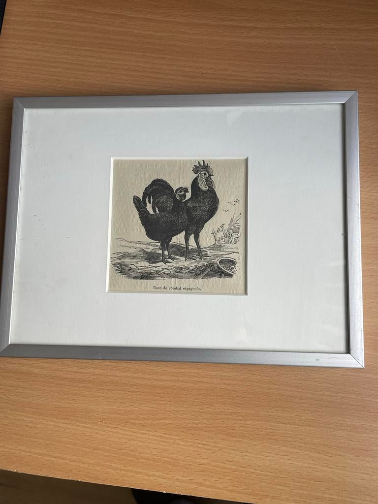 Ets van een Spaanse vechthaan, Antiek en Kunst, Kunst | Etsen en Gravures, Ingelijst, 1800 - 1899, Ets, Ophalen of Verzenden