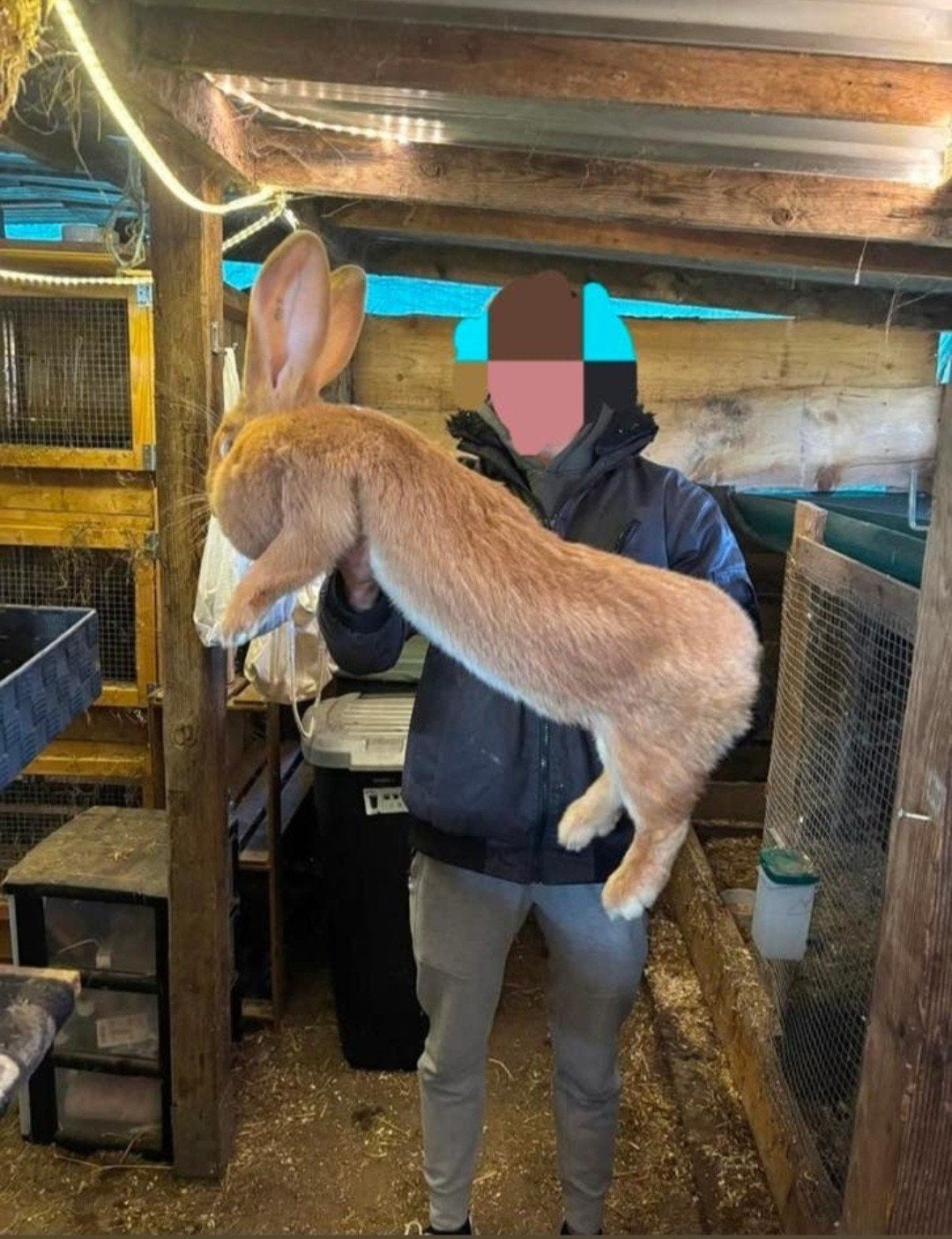 Ras echte vlaamse reus, Dieren en Toebehoren, Konijnen, Vrouwelijk, Groot