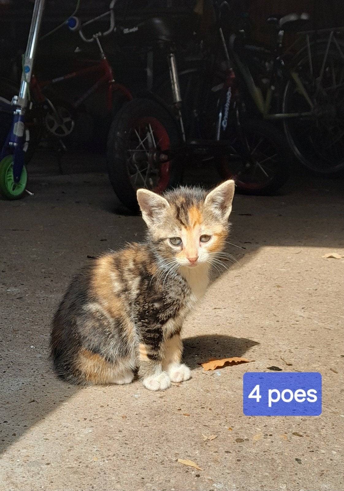 Nog twee lieve driekleur kittens!, Dieren en Toebehoren, Meerdere dieren, Kortharig, 0 tot 2 jaar